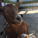 0a9d7f893c6a8ebe184fb0243917cc0ac07fc788