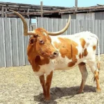 1526901_10152773943063734_4569931053326811344_n