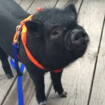 south-padre-island-petting-barn4